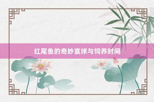 红尾鱼的奇妙寰球与饲养时间